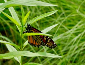 What’s Blooming at WVBG